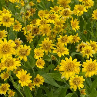 Arnica