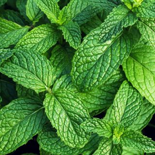 Huiles essentielles de menthe